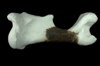 藏品(犀腿骨化石 (右前腿骨))的圖片